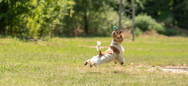 Dog running on field