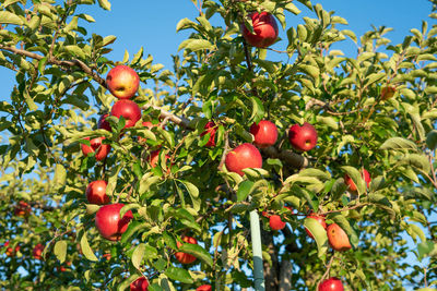 Low angle view of fruits on tree