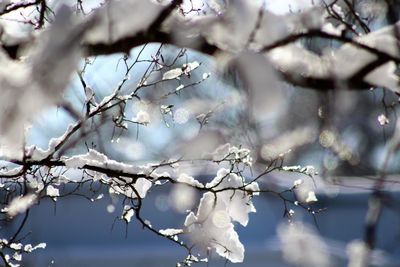 Close-up of cherry blossom tree