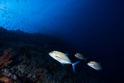 Fish swimming in red sea