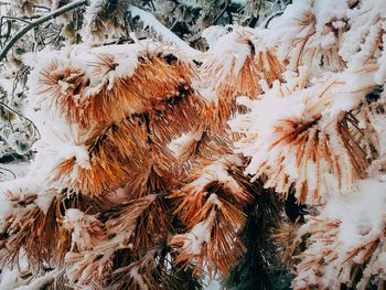 Close-up of flower in snow