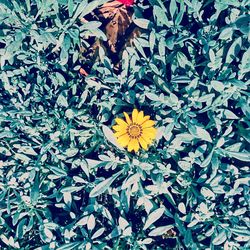 Full frame shot of yellow flower