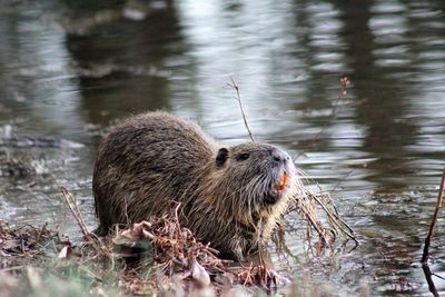 Beaver swimming in lake