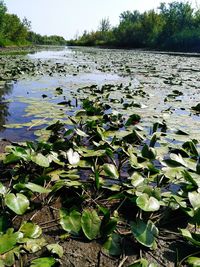 Scenic view of lake