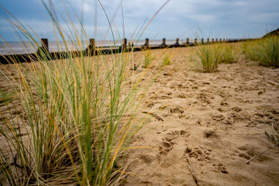 Grass growing on field against sky