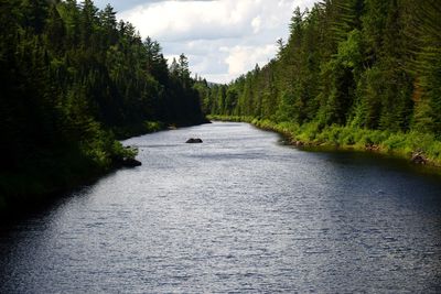River flowing amidst trees in forest against sky