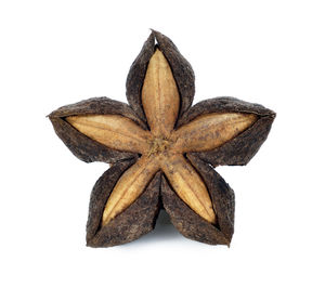 High angle view of dry leaf against white background