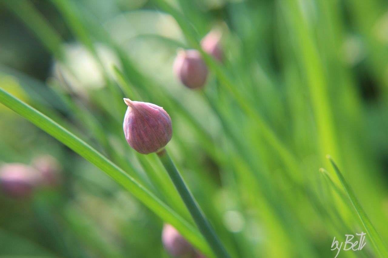 CLOSE-UP OF FLOWER BUDS