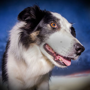 Close-up of dog looking away