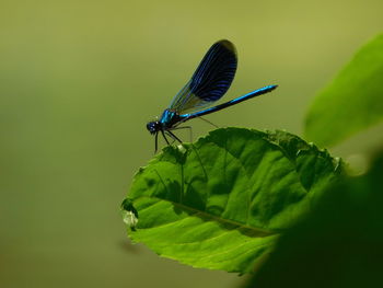 Close-up of butterfly on leaf