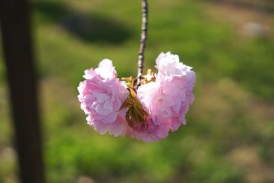 Close-up of pink flowering plant
