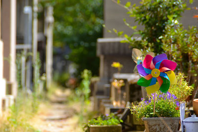 Close-up of potted plants in yard