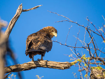 Low angle view of brown snake eagle perching on bare tree against blue sky