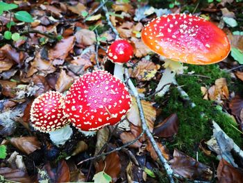 Close-up of fly agaric mushroom on field