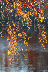 Autumn leaves on tree by lake