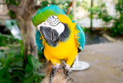 Macaw parrot perching on branch
