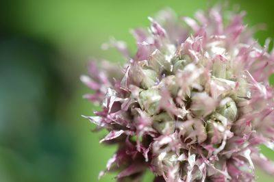 Close-up of pink flowers