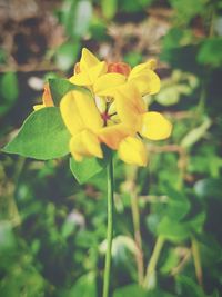 Close-up of yellow flowering plant