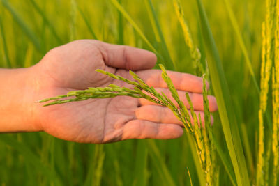 Cropped hand touching cereal plant on field