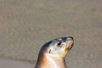 Close-up of sea lion