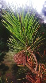 Close-up of plant