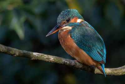 Close-up of bird perching on branch