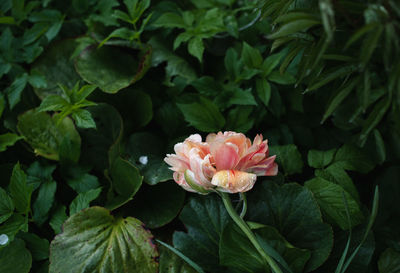 Close-up of pink rose