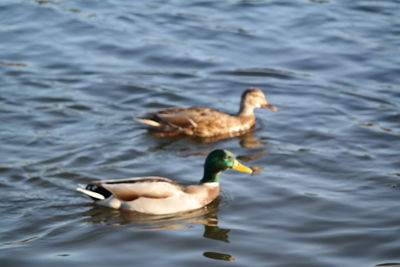 High angle view of duck swimming on lake