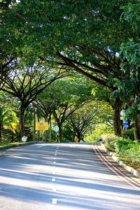 Road amidst trees in city