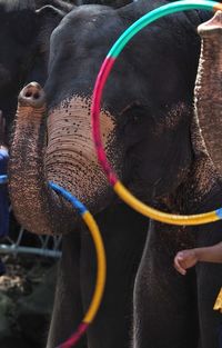 Close-up of elephant