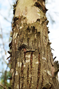 Low angle view of tree stump