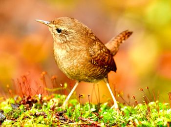 Close-up of a bird perching on a field