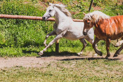 Horse standing on field