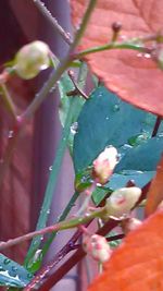 Close-up of red flower