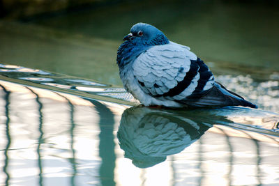 Close-up of bird perching on leaf