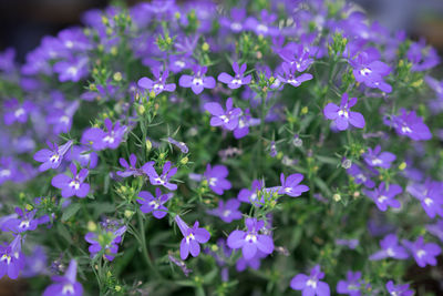 Close-up of purple flowering plants