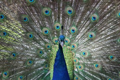 Close-up of peacock