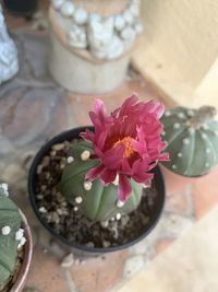 High angle view of potted plant on table