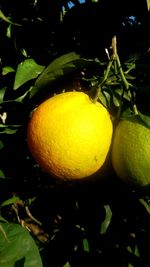 Close-up of fruits on tree