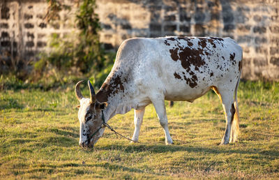 Thailand cow on a green meadow, an open farm with dairy cattle on a field in a rural farm. 