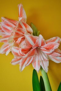 Close-up of amaryllis flower