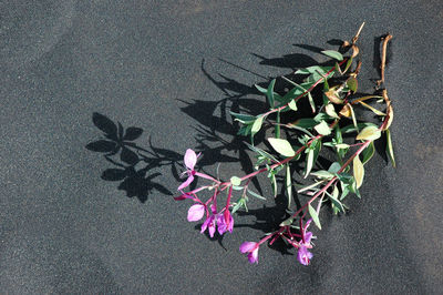 High angle view of flowering plant