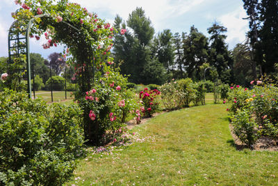 View of flowering plants in garden