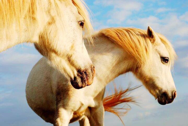 animal themes, mammal, domestic animals, one animal, horse, animal head, close-up, sky, herbivorous, livestock, focus on foreground, animal body part, nature, two animals, low angle view, outdoors, day, part of, working animal, no people