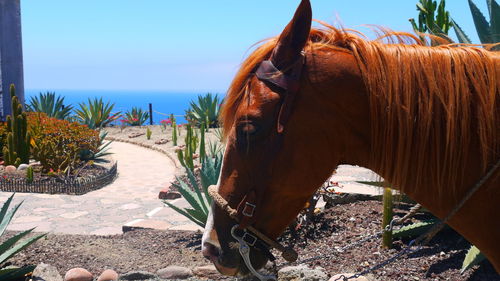 Close-up of horse standing on beach