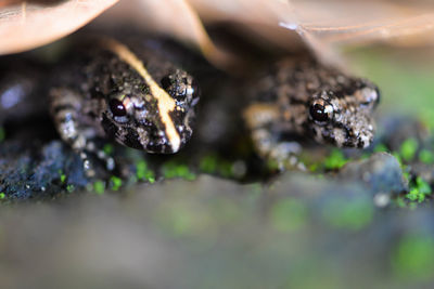 Macro shot of tiny frogs inside rain forest