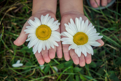 Cropped hand holding white daisy flowers