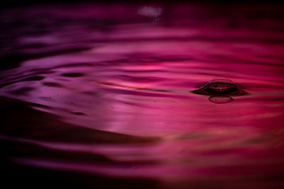 Full frame shot of purple floating on water