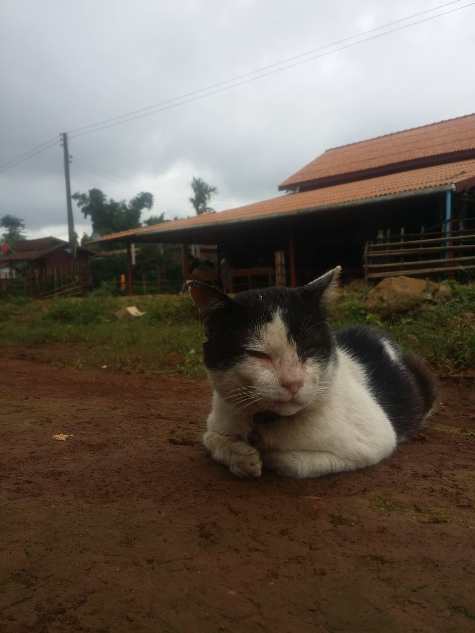 CAT RELAXING ON FIELD AGAINST SKY