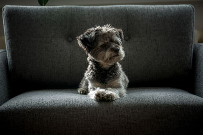 Dog sitting on sofa